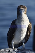 Sula nebouxi Fou a pieds bleus_D8S5685_tn